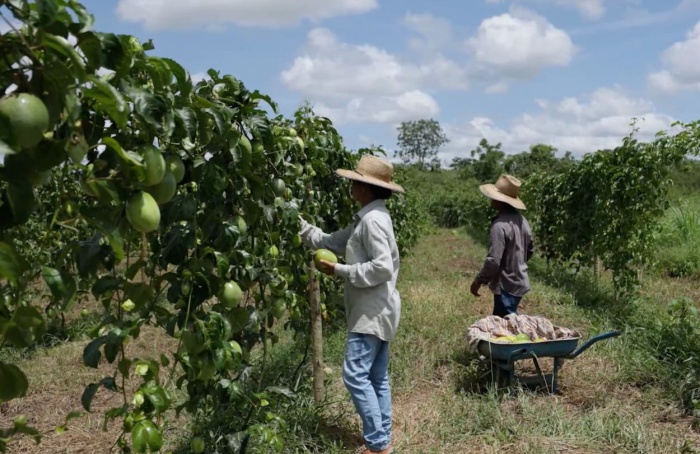 Codevasf investe R$ 11 milhões para impulsionar fruticultura irrigada no Vão do Paranã