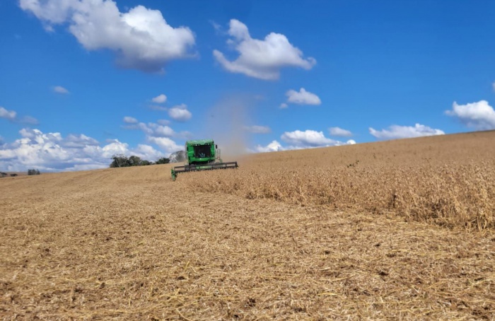 Soybean harvest approaches 50% of the cultivated area in RS