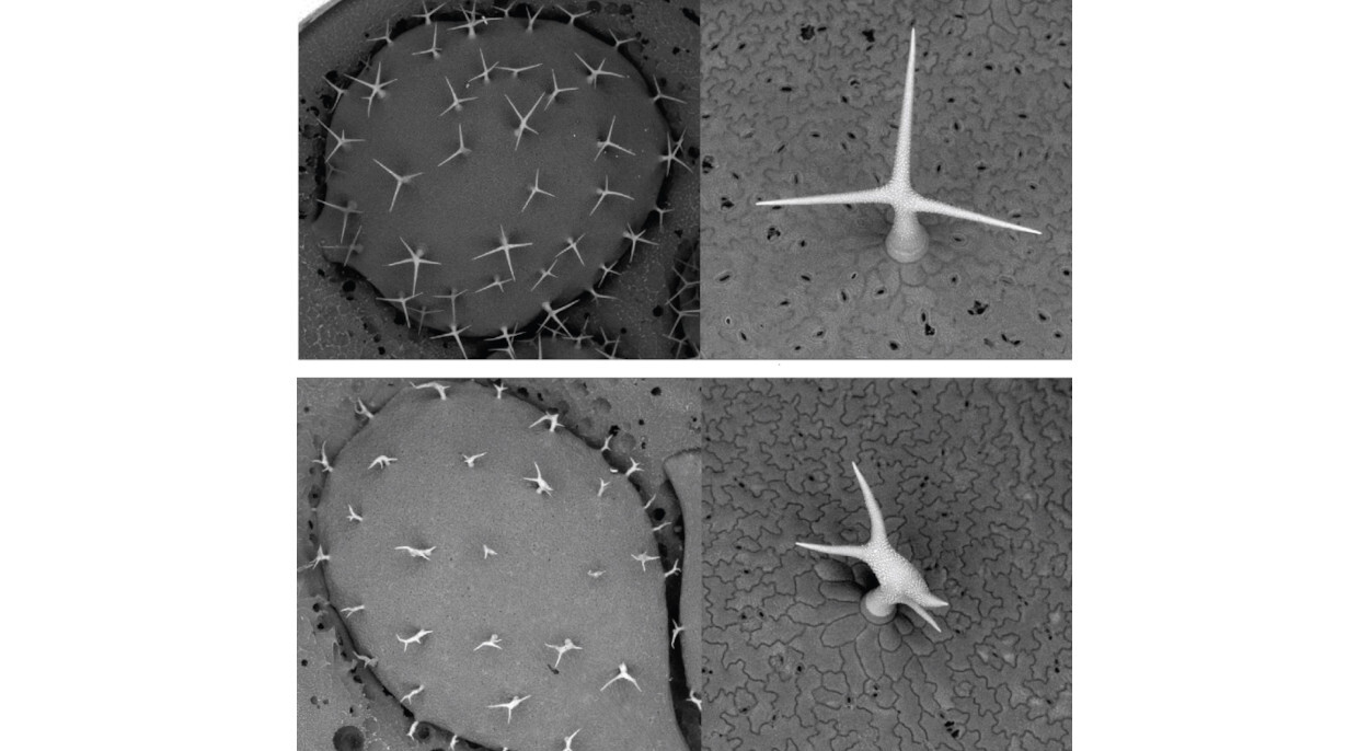 Tricomas em uma folha de&nbsp;<i>Arabidopsis thaliana</i>&nbsp;(mostrados por microscopia eletrônica) são formados por uma única célula que adota esse formato espigado (imagens superiores). Plantas de&nbsp;<i>Arabidopsis</i>&nbsp;sem o gene SCAR/WAVE não conseguem formar tricomas com o formato adequado, pois seu controle do citoesqueleto interno é prejudicado (imagens inferiores) - Fotos: Sabine Brumm
