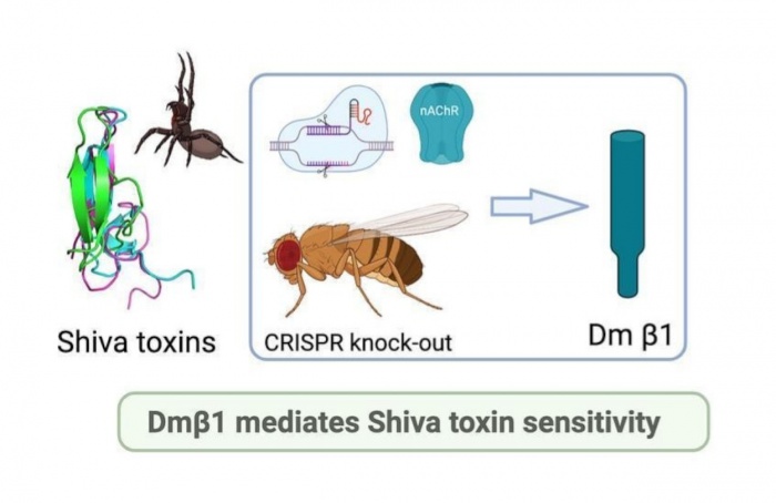 Toxinas Shiva revelam novo alvo em receptores nicotínicos