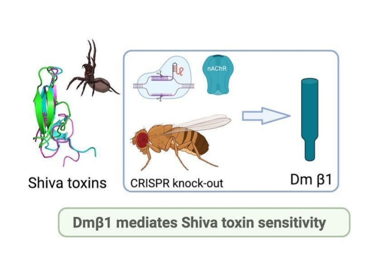 Toxinas Shiva revelam novo alvo em receptores nicotínicos