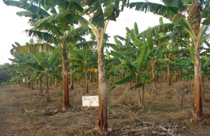 Embrapa disponibiliza novo curso sobre irrigação da bananeira