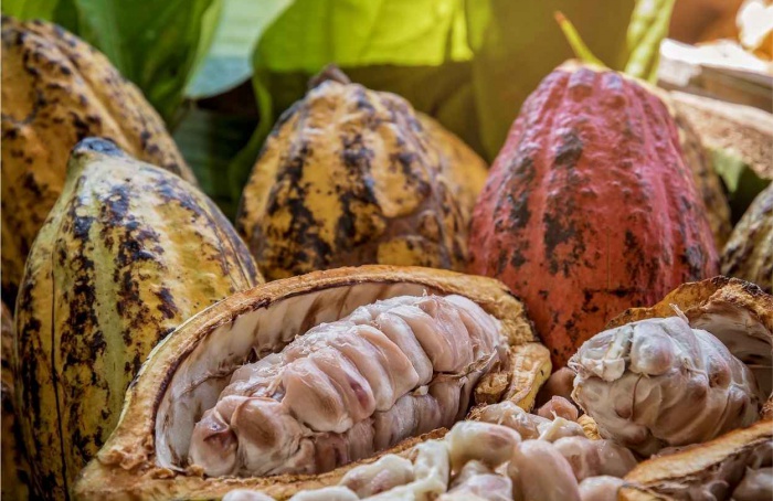 Mercado de cacau segue volátil com cenário global