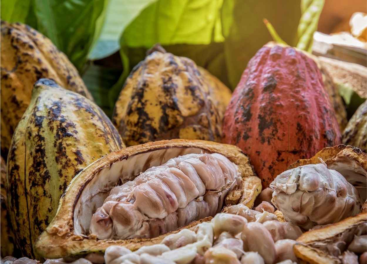 Mercado de cacau segue volátil com cenário global
