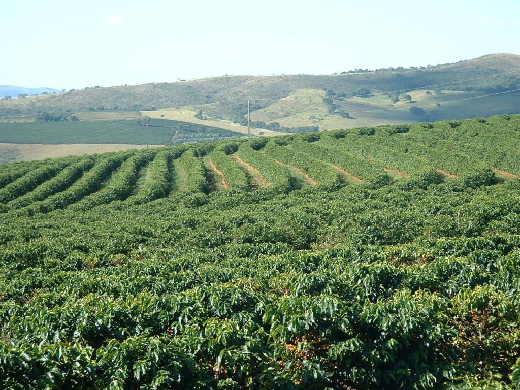 Faturamento da lavoura cafeeira de Rondônia atinge R$ 807 milhões