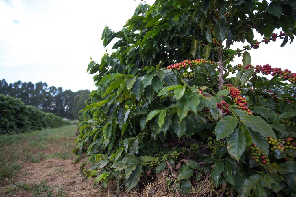 Colheita do café avança e preços reais são os mais baixos desde 2013