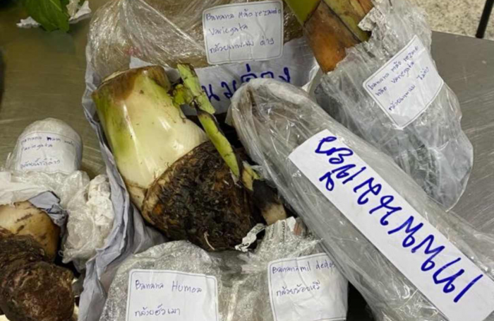 Auditores agropecuários apreendem mudas de banana com possível fungo perigoso