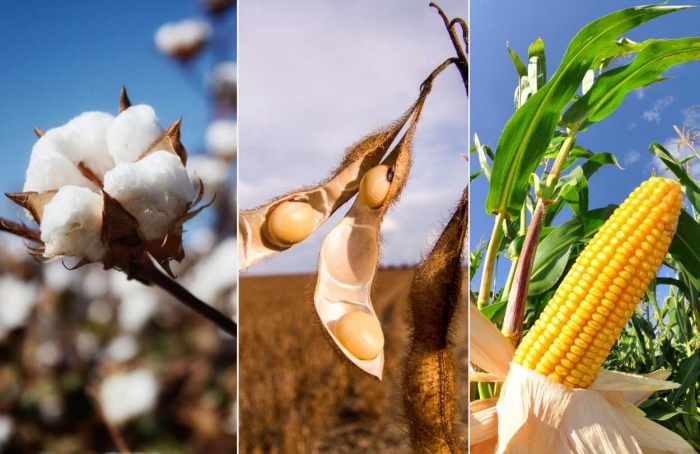 Custos da soja e algodão recuam em MT