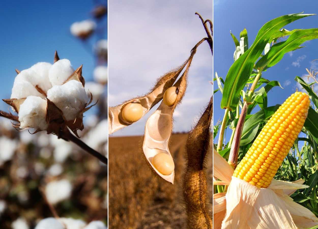 Custos da soja e algodão recuam em MT