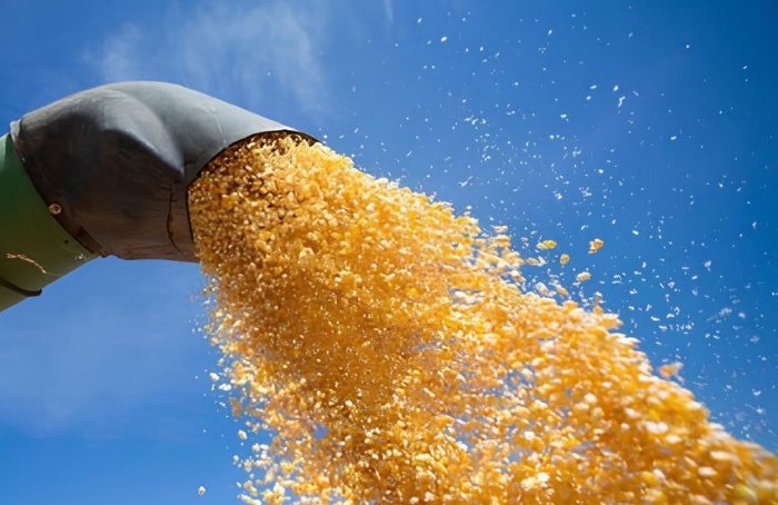 Goiás lidera produção de tomate, sorgo e girassol no país