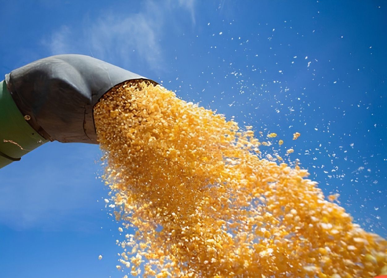 Goiás lidera produção de tomate, sorgo e girassol no país
