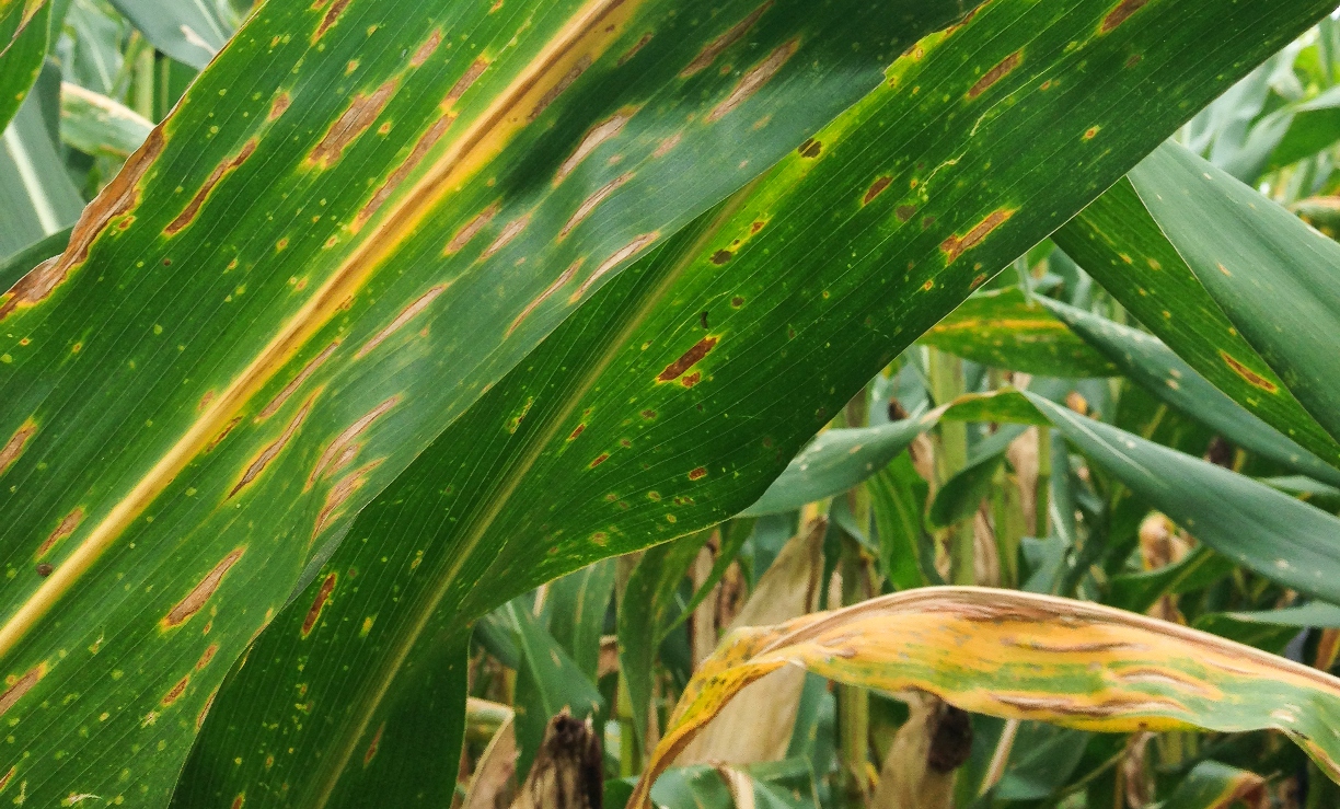 Mancha causada por&nbsp;Bipolaris maydis, que antes era considerada secundária, é um dos exemplos de novos problemas enfrentados pelos produtores de milho
