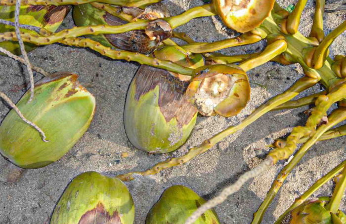 Considerações sobre a queda prematura de flores e frutos do coqueiro