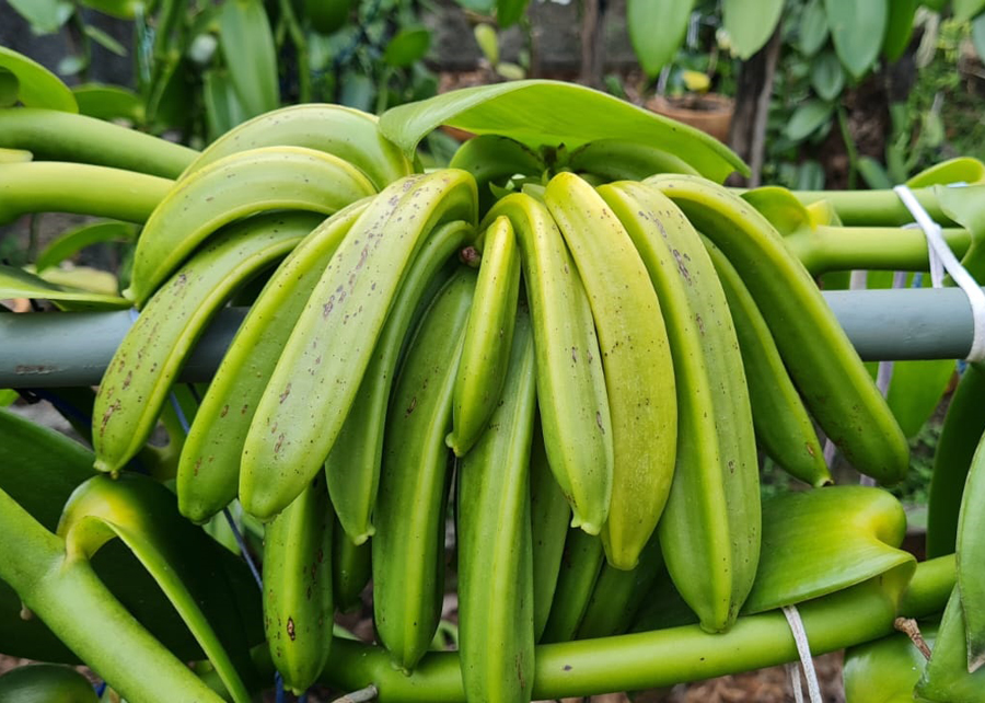 Brasil ganha primeiro banco de germoplasma de baunilhas