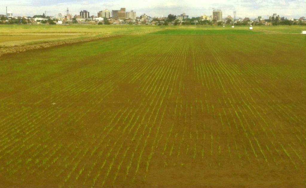 ​Lavoura da Abertura da Colheita do Arroz reflete ritmo no RS