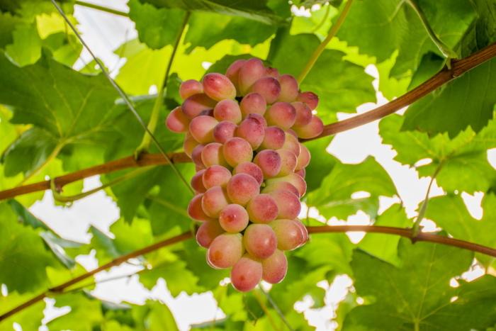 Embrapa lança cultivares de uvas produtivas e adaptadas ao Sul do país