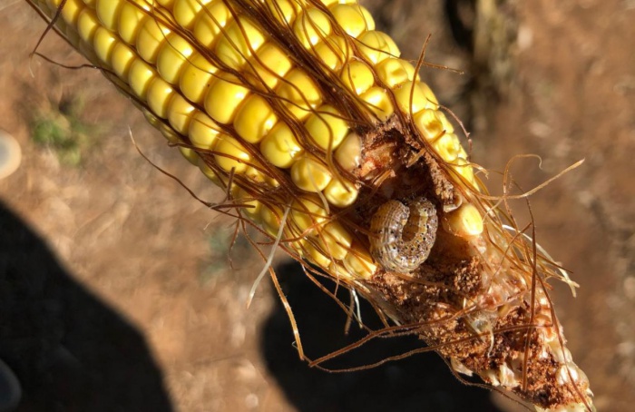 Spodoptera frugiperda: uma ameaça significativa para a agricultura brasileira