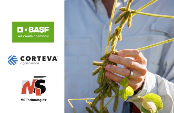Nova soja com resistência a nematoides chega ao Brasil até o fim da década