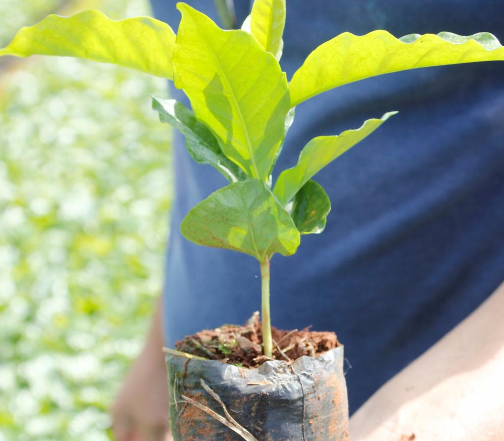 Produtores de café de Minas Gerais devem estar atentos as previsões climáticas