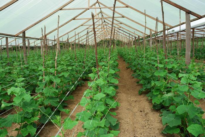 Curso aborda manejo de doenças em hortaliças cultivadas no estado do Amazonas