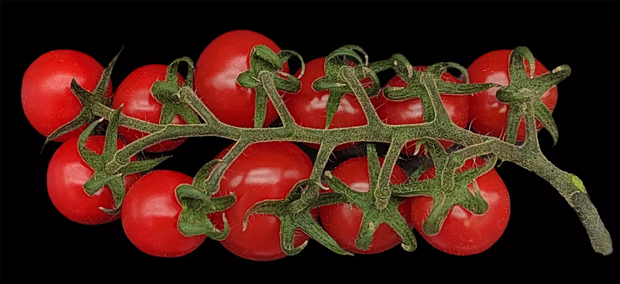 Frutos de tomate produzidos por um tomateiro tetraplóide (com 48 cromossomos) produzidos pelo cruzamento de dois pais MiMe de tomate diferentes - Foto: Yazhong Wang