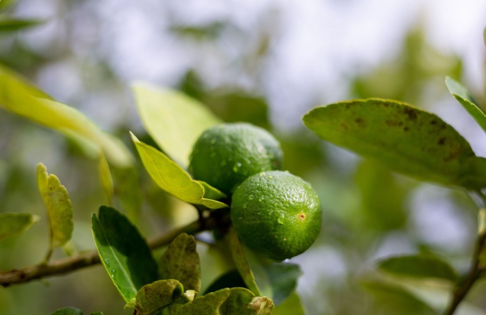 Greening ameaça oferta de limão e exige atenção aos pomares