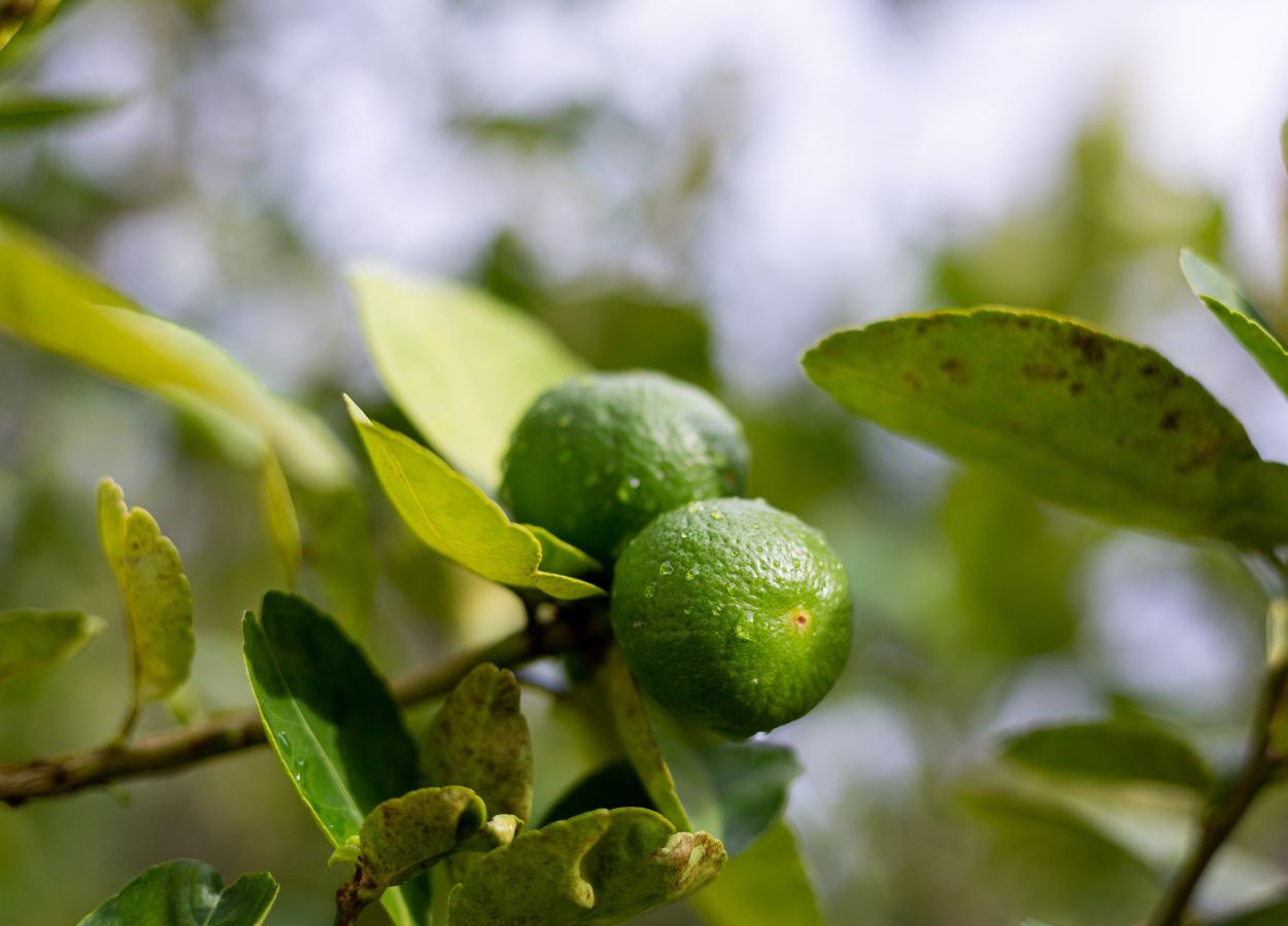 Greening ameaça oferta de limão e exige atenção aos pomares