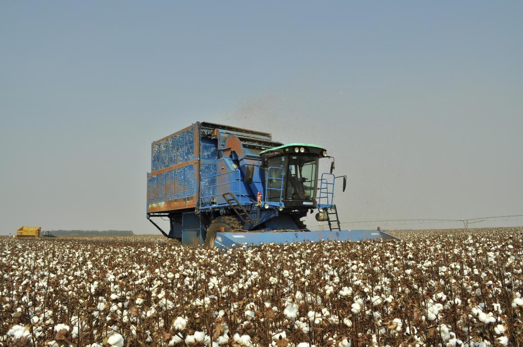 Colheita do algodão avança no Mato Grosso