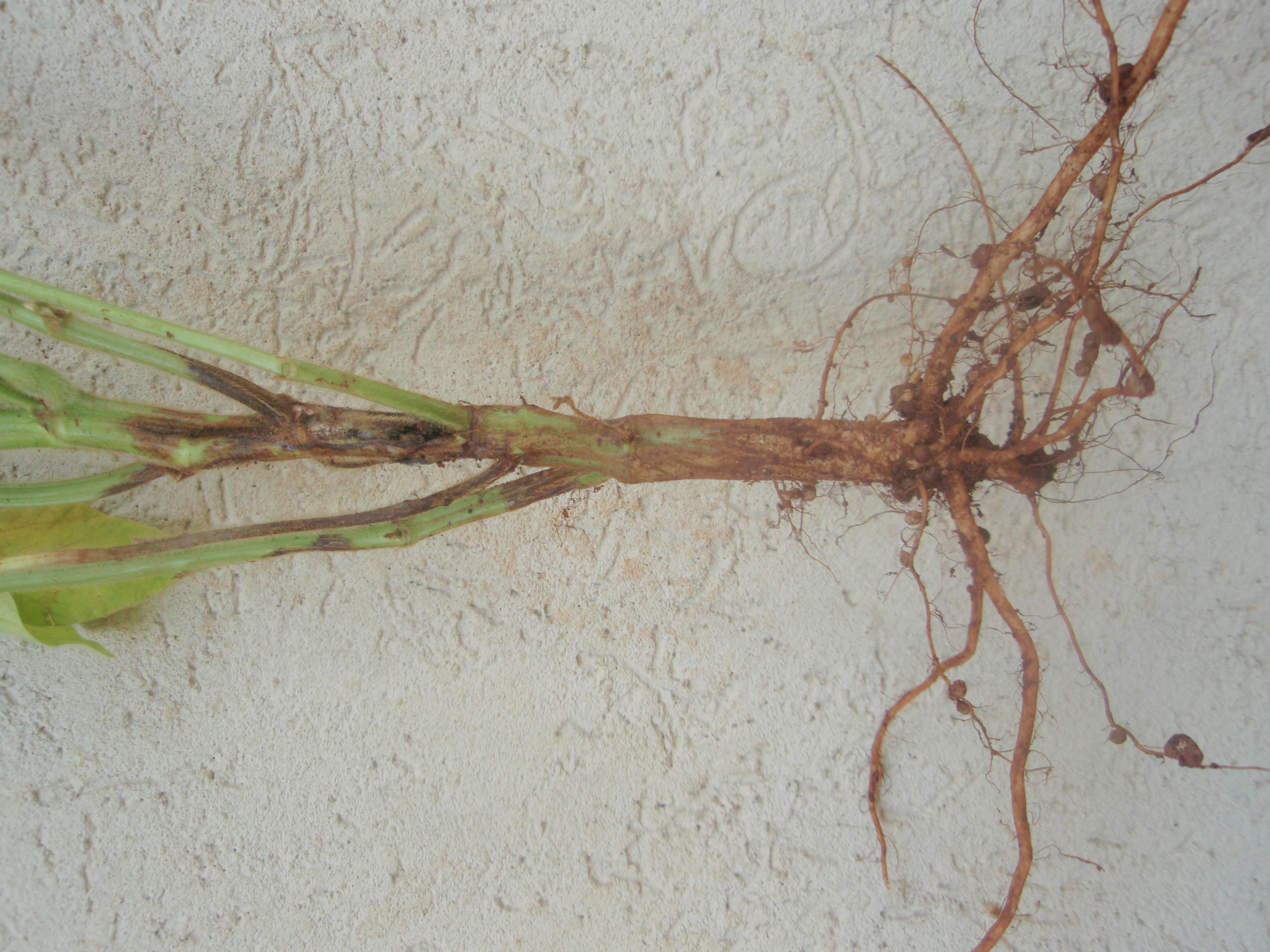 Fig. 2. Lesões na haste e raízes podres em soja, causadas por podridão-radicular-de-fitóftora.