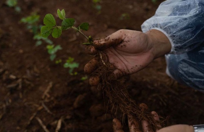 Tecnologia amplia manejo de nematoides e doenças foliares
