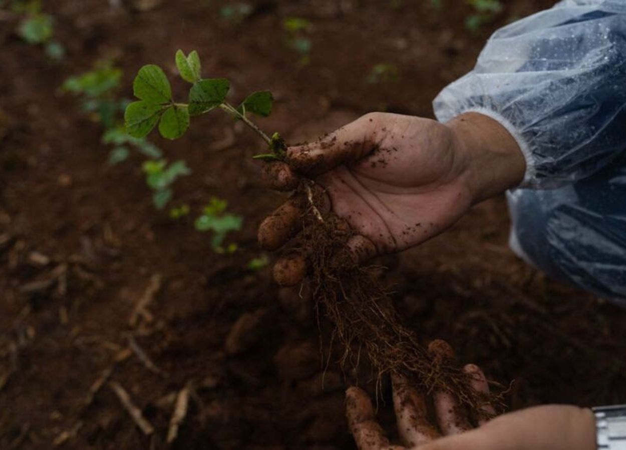 Tecnologia amplia manejo de nematoides e doenças foliares