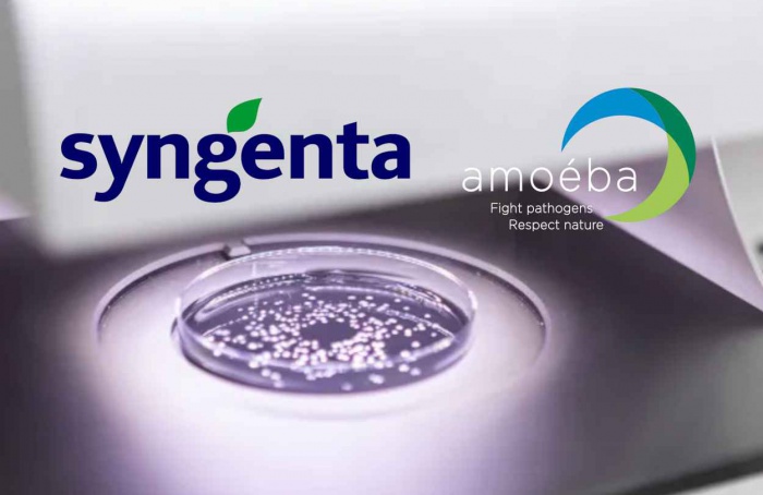 Amoebas viram aliadas contra doenças fúngicas do trigo na Europa