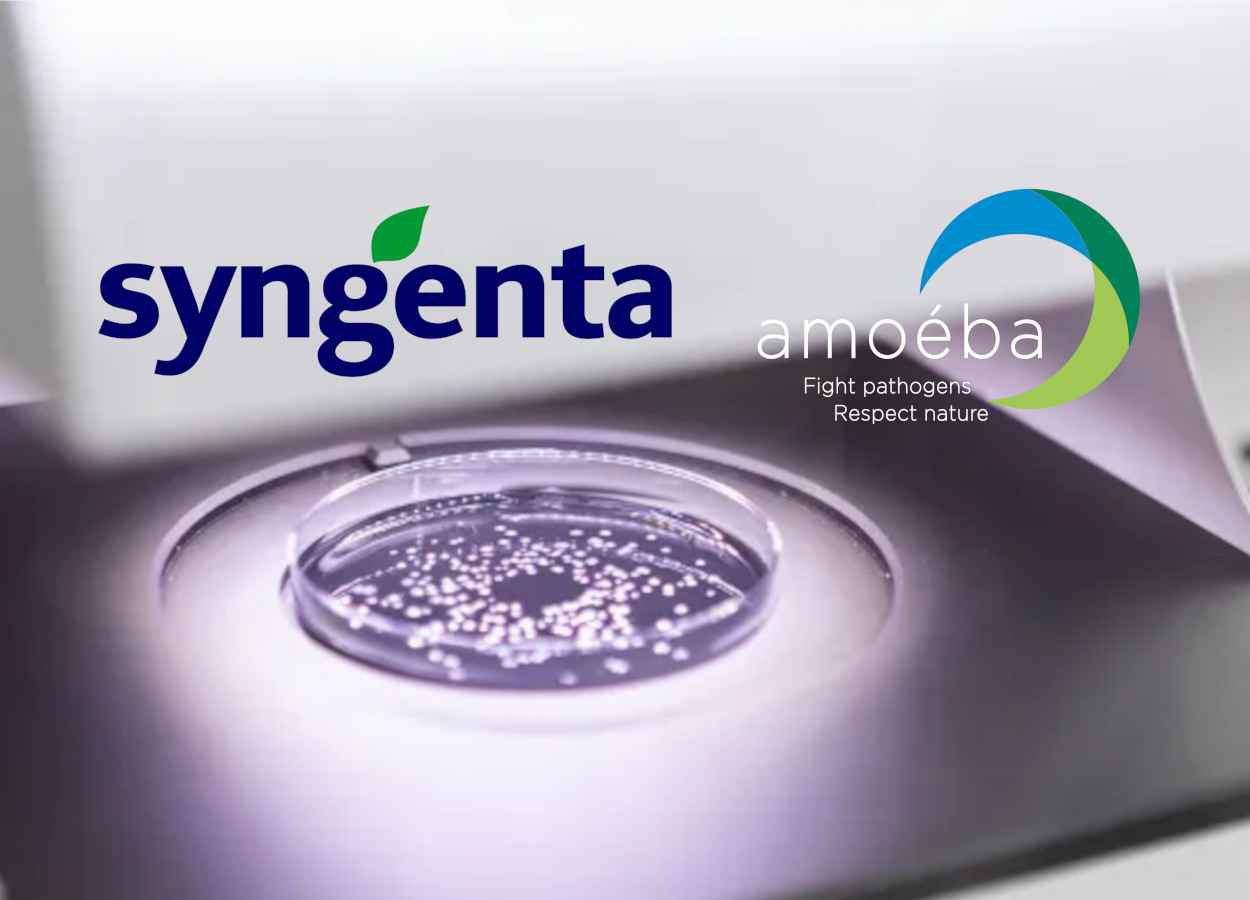 Amoebas viram aliadas contra doenças fúngicas do trigo na Europa