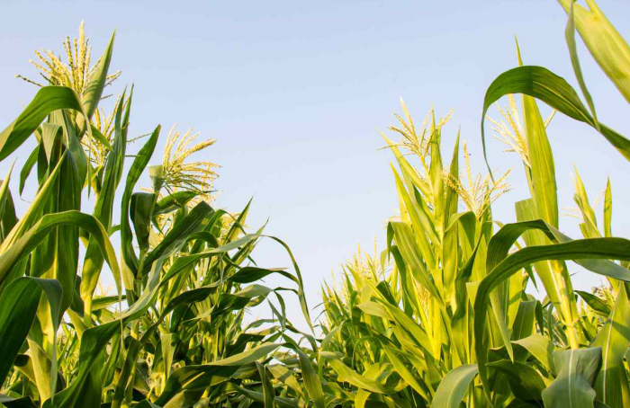 Programa Monitora Milho atualiza dados e estratégias para agricultores em Santa Catarina