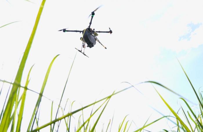 Projeto usa drones para controle biológico na cana-de-açúcar