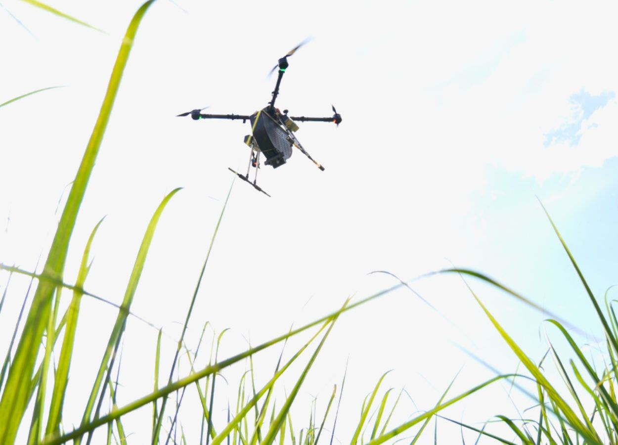 Projeto usa drones para controle biológico na cana-de-açúcar