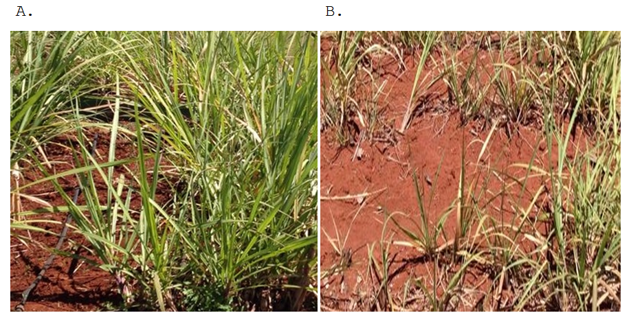 Figura 1 - Fase de perfilhamento da cana-de-açúcar, irrigada (A) e não irrigada (B), cultivada na área experimental do Departamento de Engenharia Rural da FCAV/Unesp. Jaboticabal, SP, 2014 