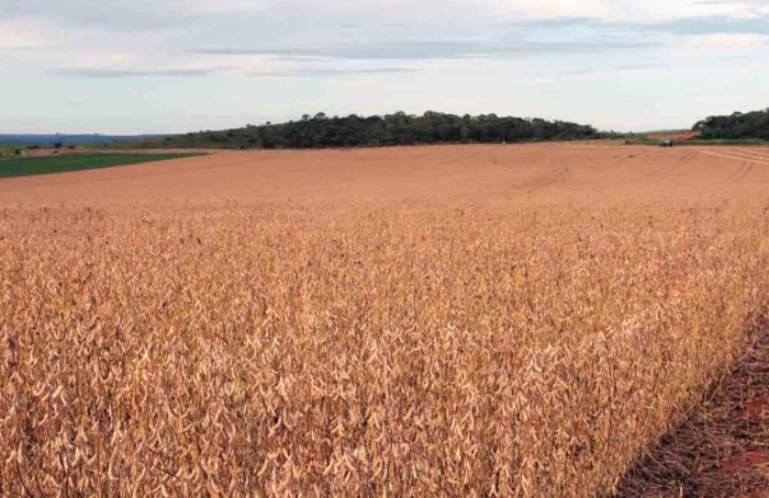 Novo índice ajuda a planejar produção agrícola no Cerrado