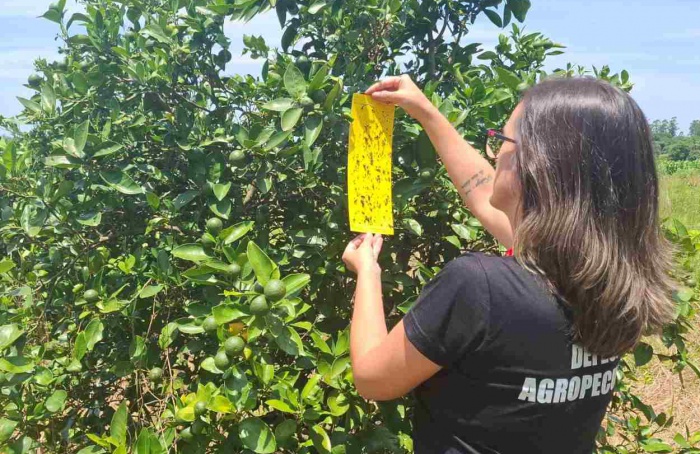 RS segue livre de greening, aponta monitoramento da Seapi