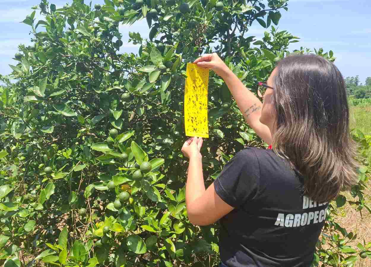 RS segue livre de greening, aponta monitoramento da Seapi