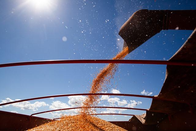Produção de milho deve aumentar cerca de 40% no Rio Grande do Sul
