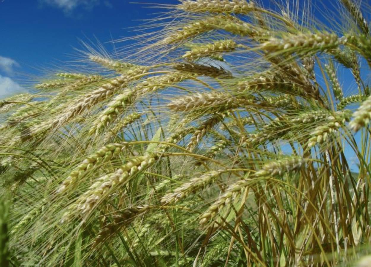 Wheat from Santa Catarina records a drop in price in September