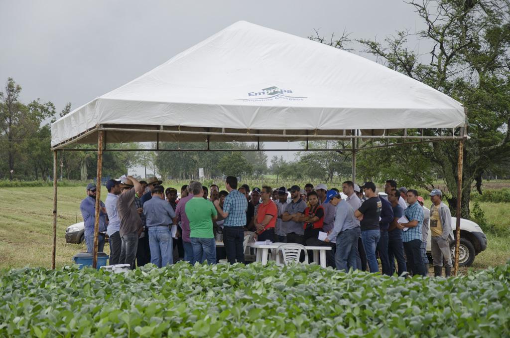 Cultivares de soja prometem bom desempenho no Nordeste