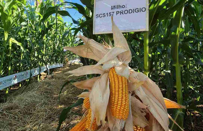 Epagri avalia milho VPA para silagem em Santa Catarina