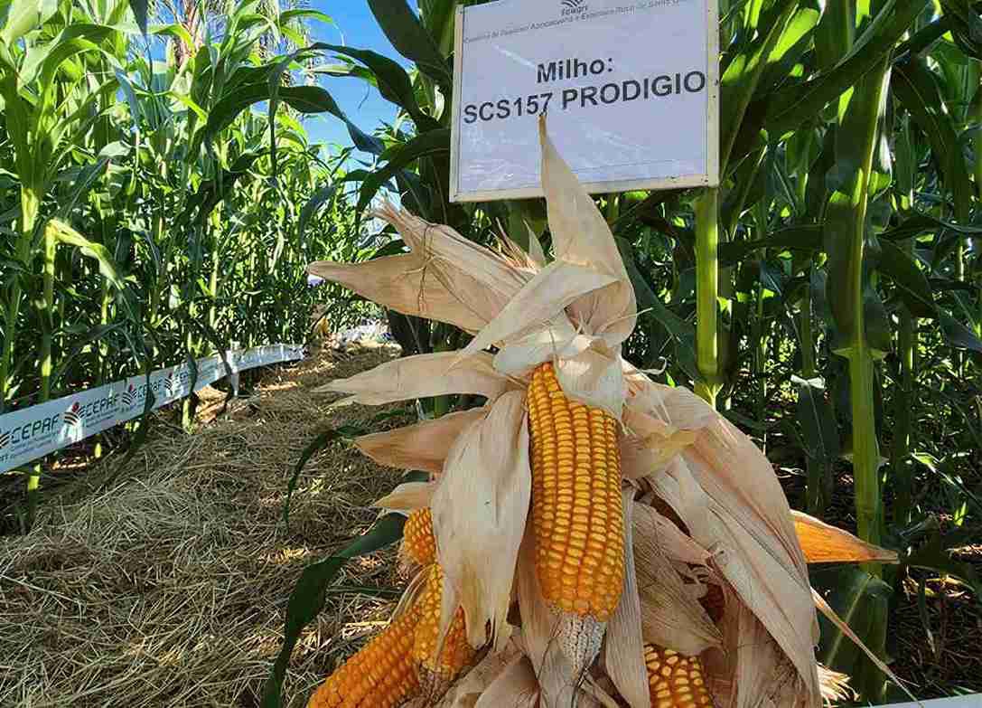 Pesquisa compara variedades SCS155 Catarina e SCS157 Prodígio com híbridos comerciais em duas safras