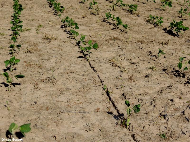 Atraso no plantio da soja já compromete safrinha de milho em Goiás