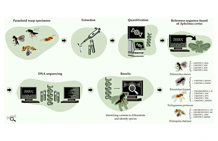 Sequenciamento genômico amplia precisão na identificação de parasitoides