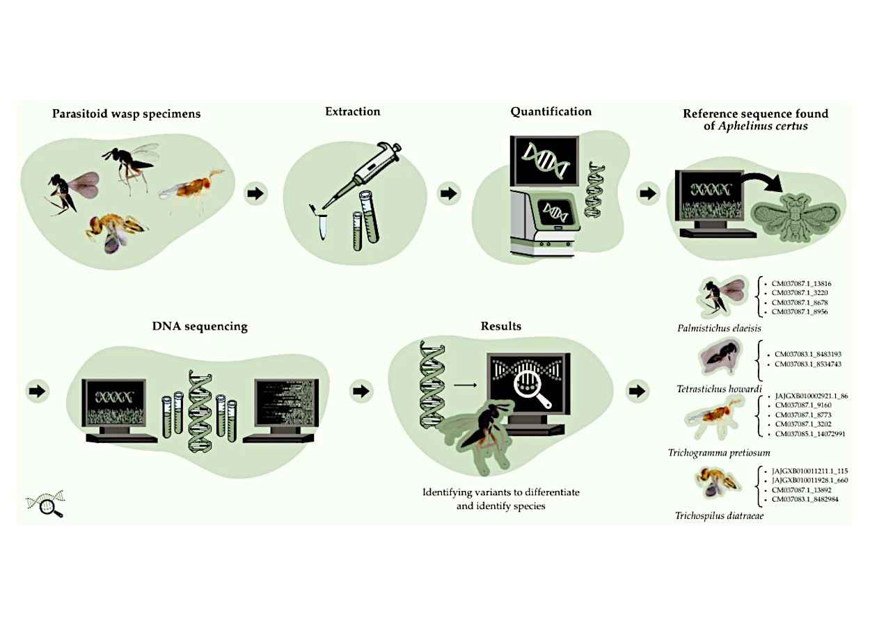 Sequenciamento genômico amplia precisão na identificação de parasitoides