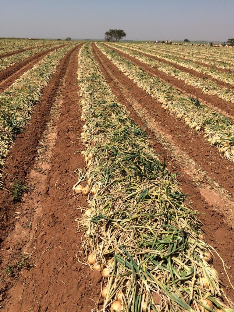 ​Mercado de cebolas crescente e segmentado exige sementes adaptáveis às diversas condições de plantio