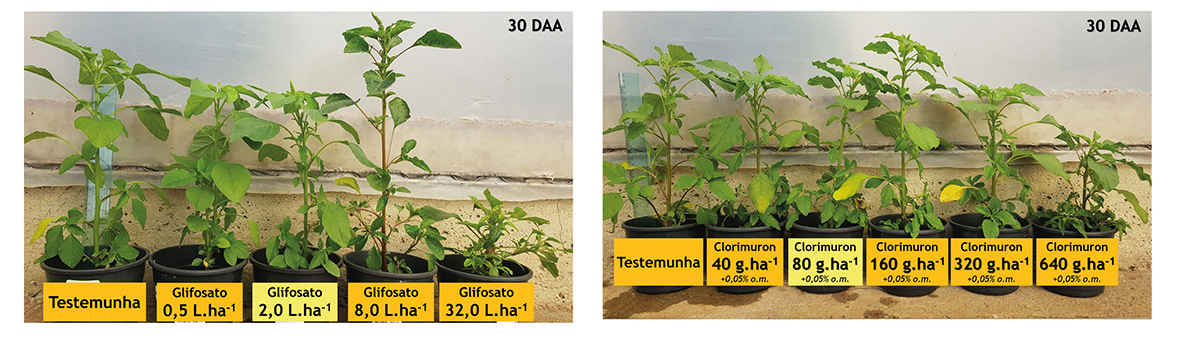Figura 1 - Plantas de Amaranthus hybridus aos 30 dias após a aplicação de doses dos herbicidas glifosato e clorimuron (aplicação realizada sobre plantas com até 6 folhas)